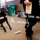 Illustration for article titled Washington State Has to Retrain Weed-Sniffing Dogs